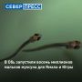 В Обь выпустили почти восемь миллионов мальков муксуна