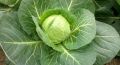 Проверенные сорта капусты для уверенного урожая и вкусной засолки