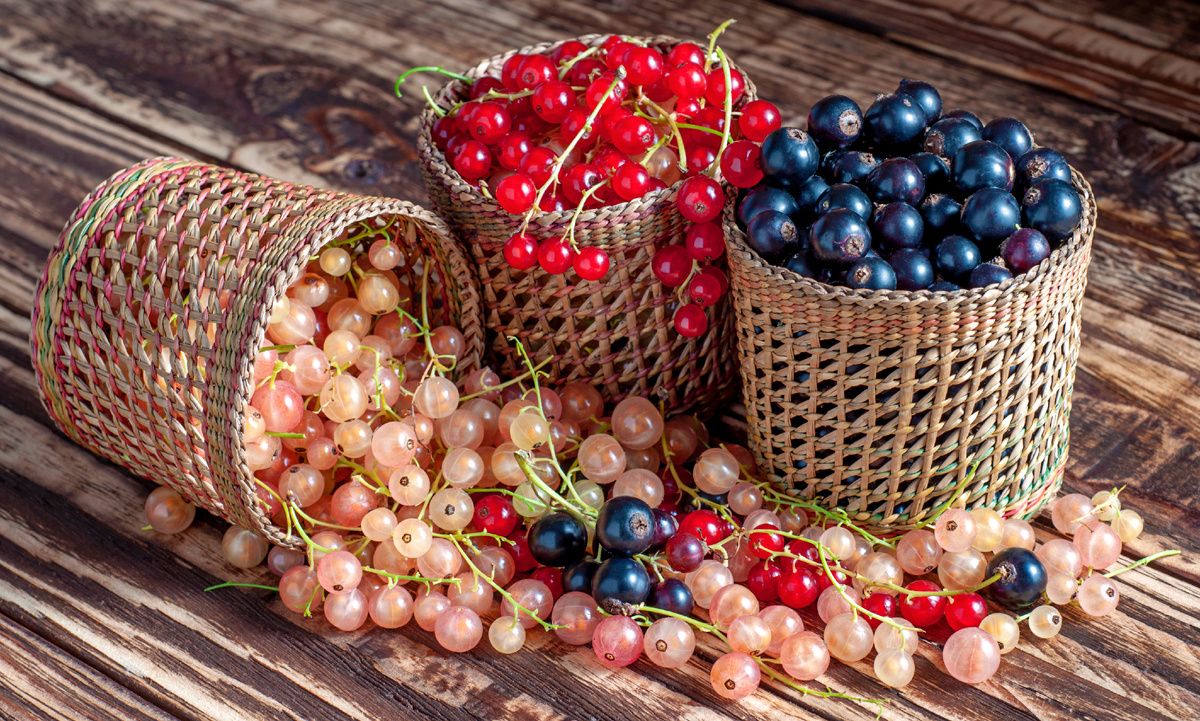 Смородина: восхитительный вкус и неожиданные пользы для здоровья при диабете
