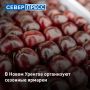 В Новом Уренгое в 2026 и 2027 годах пройдут сезонные ярмарки