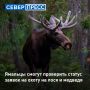 На Ямале опубликовали реестры заявлений на участие в жеребьевке по распределению разрешений на добычу лося и медведя в сезоне 2026–2027 годов