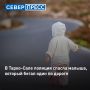 В Тарко-Сале полицейские спасли маленького ребёнка, который бегал один по пешеходному переходу без сопровождения взрослых