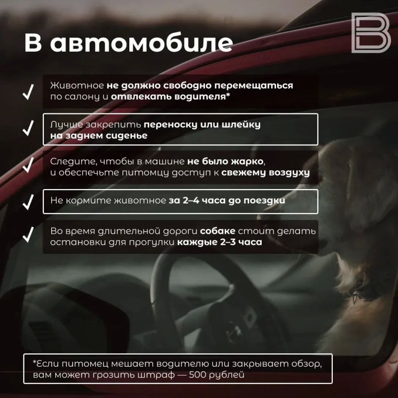 Всегда рядом: как путешествовать с домашними питомцами Всегда рядом: как путешествовать с домашними питомцами