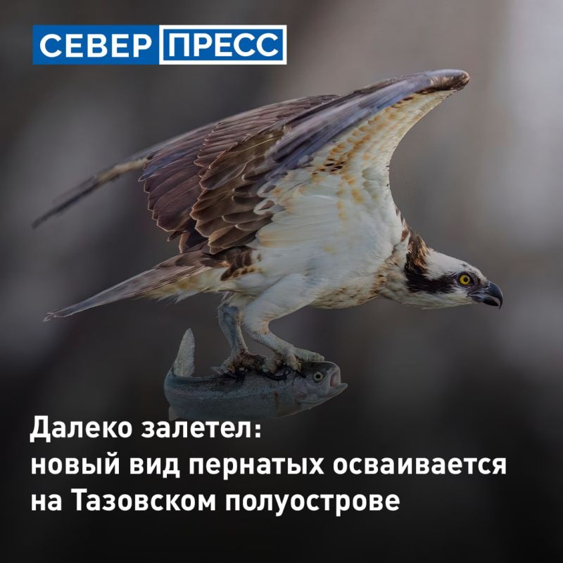 Участники научно-образовательной экспедиции на Ямбургское месторождение обнаружили нового для фауны этих мест пернатого обитателя — хищника скопу