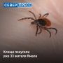 С начала 2026 года на Ямале зафиксировано 33 случая укусов клещей, все они являются «завозными»