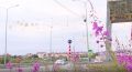 Лето в разгаре — на Ямале стартовал сезон цветения иван-чая
