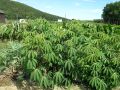 Маниок: экзотическая альтернатива картошке для горячих стран