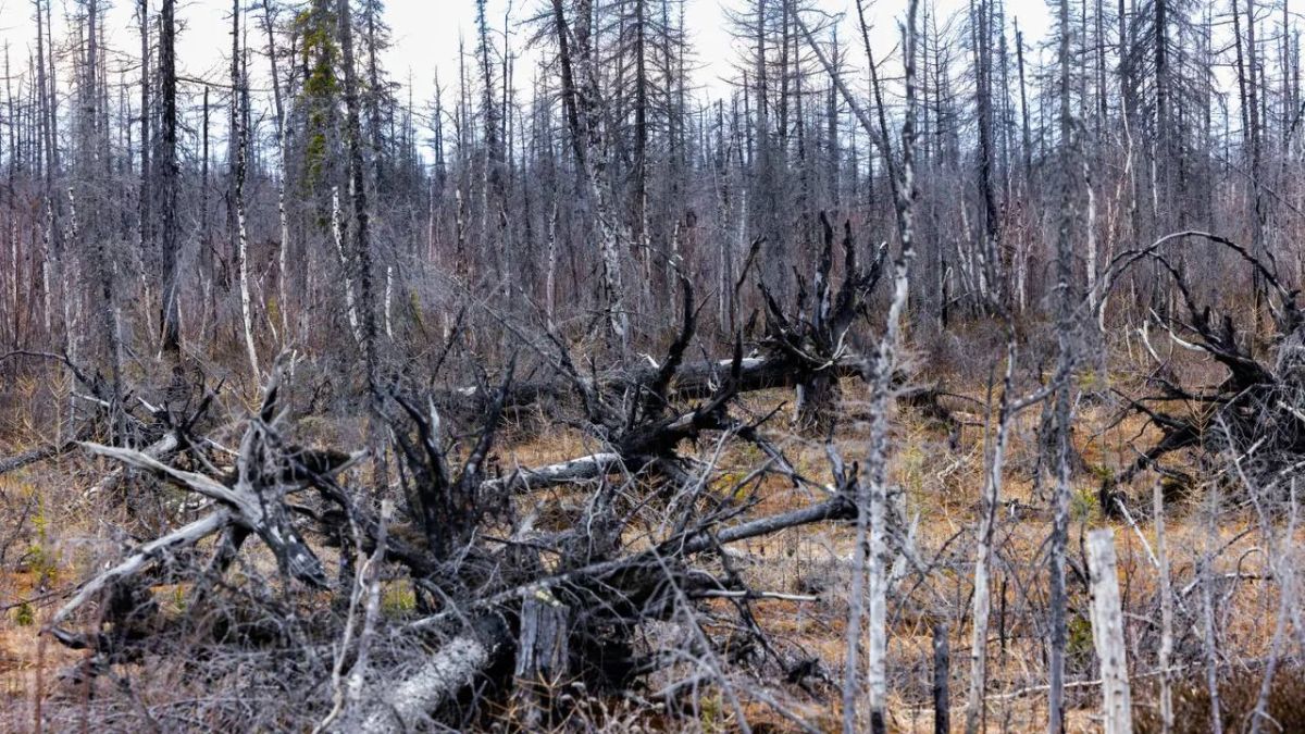Лесных пожаров на Ямале стало меньше: за сутки потушили 13 очагов