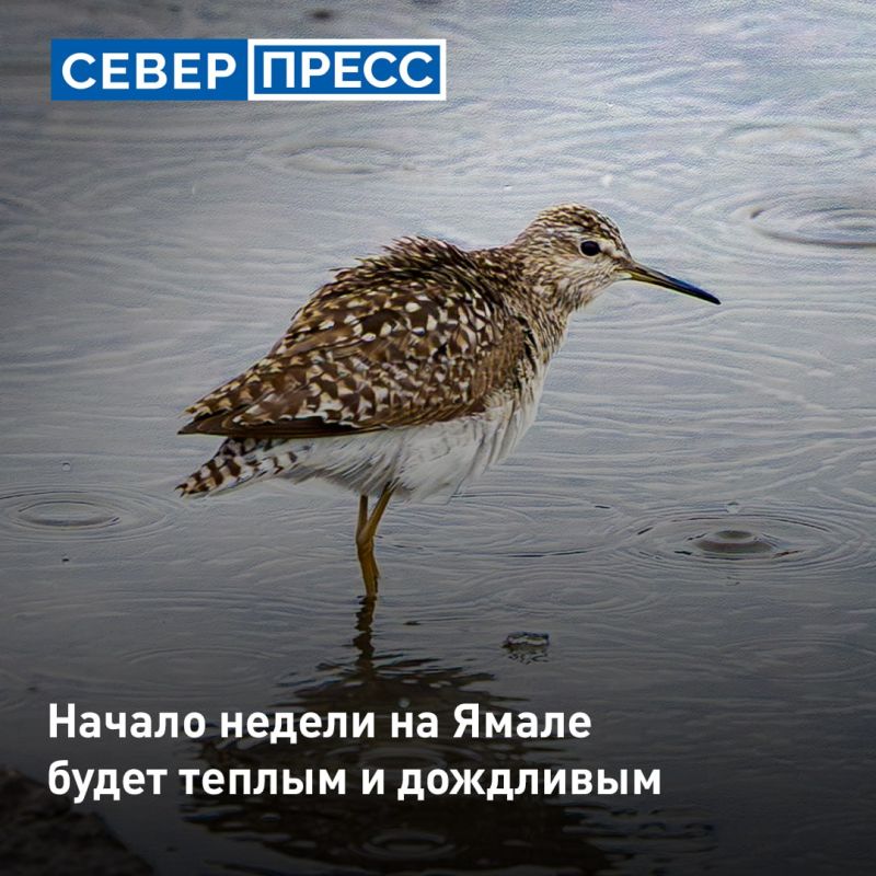 Начало недели на Ямале будет облачным, но теплым