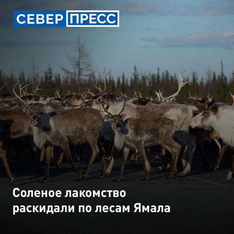 В лесах Ямала для животных заложили более 5,2 тонны соли