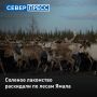 В лесах Ямала для животных заложили более 5,2 тонны соли