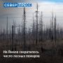 12 июля на Ямале действует 15 лесных пожаров