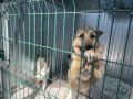 На Ямале предлагают ввести налоговый вычет для владельцев животных
