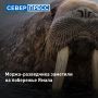 На западном побережье Ямала заметили первого в этом году атлантического моржа