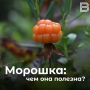 В тундре созревает морошка: чем она полезна?
