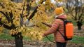 Осенью без опрыскивания сад умирает: откройте секрет спасения урожая