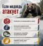 Жителям Салехарда рассказали, как действовать при встрече с медведем