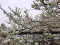 Необычный май: снег и надежды на урожай