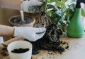 Как правильно пересаживать комнатные растения зимой: советы и ловушки