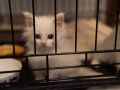 В «Лучике» стало слишком тесно: 60 кошек ждут помощи