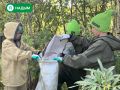 Волонтёры Надыма продолжают делать город чище