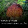 День белого гриба ежегодно отмечается в России 11 августа