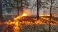 Огонь охватил 300 тысяч гектаров ямальского леса