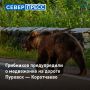 На дороге Пуровск — Коротчаево заметили медвежонка
