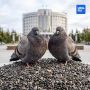 Ямальские власти передумали сажать голубей на голодный паек