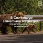 В Салехарде заметили медведей: что делать, если с ними столкнулись
