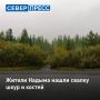 Жители Надыма обнаружили в лесу свалку шкур и черепов животных