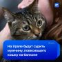 Ямальский живодер повесил кошку на балконе брата
