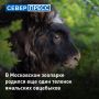 В Московском зоопарке снова пополнение