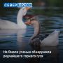 На Ямале ученым удалось обнаружить редчайшего горного гуся, который обитает на Алтае