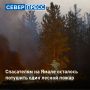 На Ямале остался единственный действующий лесной пожар, борьбу с ним ведут 38 человек