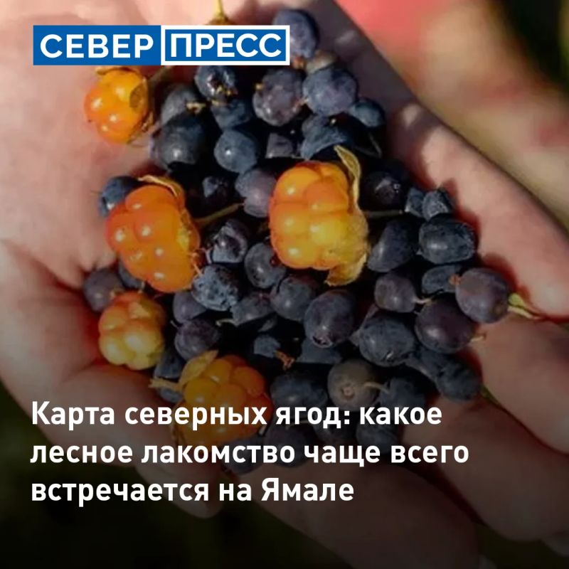 На Ямале чаще других дикоросов можно встретить голубику