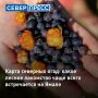 На Ямале чаще других дикоросов можно встретить голубику