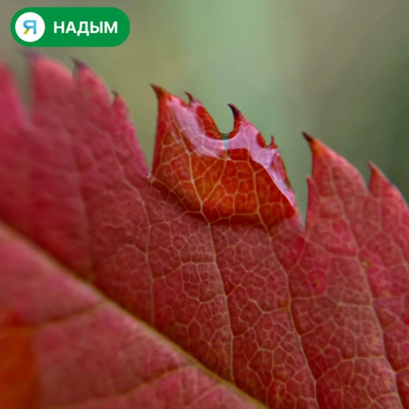 Осень вступила в свои права, и улицы Надыма наполнились яркими красками Осень вступила в свои права, и улицы Надыма наполнились яркими красками