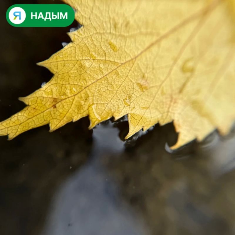 Осень вступила в свои права, и улицы Надыма наполнились яркими красками Осень вступила в свои права, и улицы Надыма наполнились яркими красками