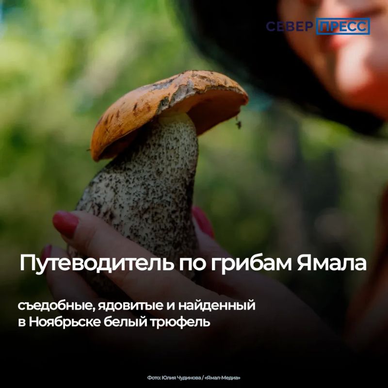 Сезон «тихой охоты» на Ямале в самом разгаре: грибники продолжают делиться находками и спорят о том, что именно выросло в северных лесах