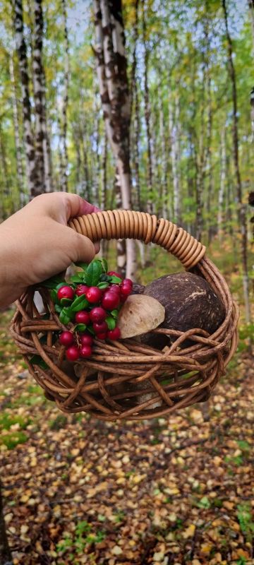 Осень – время урожая. Лес в этом году невероятно щедр на подарки: только и успевай корзинки подставлять! Осень – время урожая. Лес в этом году невероятно щедр на подарки: только и успевай корзинки подставлять!