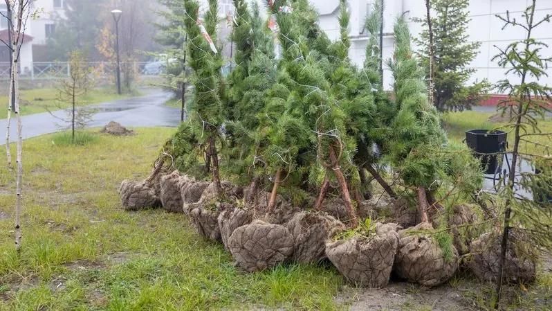 Надымский район стал зеленее и чище