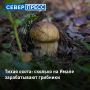 Жители округа начали активно продавать собранные в лесах белые грибы, стоимость доходит до 5000 рублей
