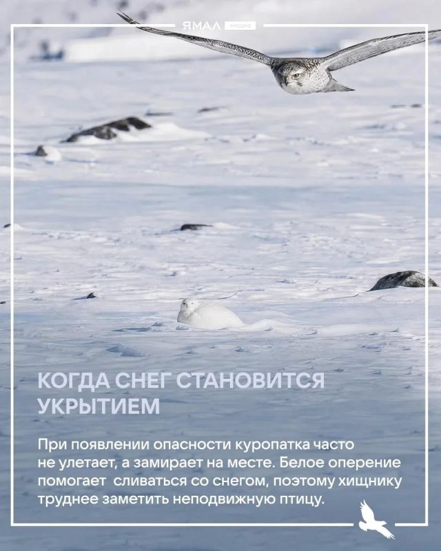 Изящество и хитрость белой куропатки Изящество и хитрость белой куропатки