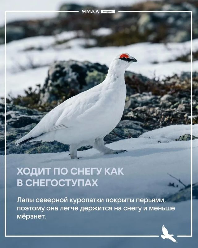 Изящество и хитрость белой куропатки Изящество и хитрость белой куропатки