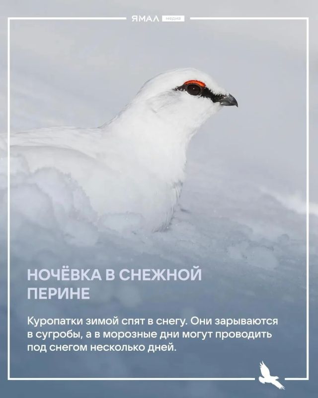 Изящество и хитрость белой куропатки Изящество и хитрость белой куропатки
