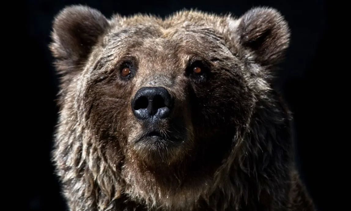В Арктике и на Дальнем Востоке серьезно выросла численность бурого медведя