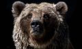 В Арктике и на Дальнем Востоке серьезно выросла численность бурого медведя