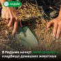 До 19 сентября надымчане могут забрать памятные элементы с захоронений питомцев