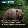 Медведь подошел к жилому участку в селе Аксарка